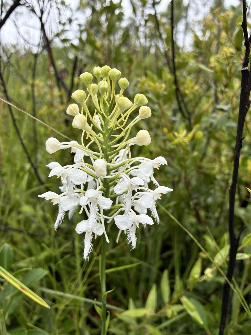 Platanthera blephariglottis var. conspicua photo 2