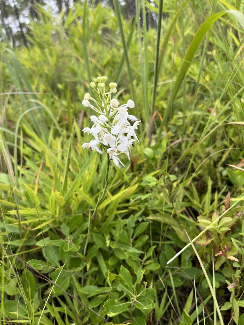 Platanthera blephariglottis var. conspicua photo 3