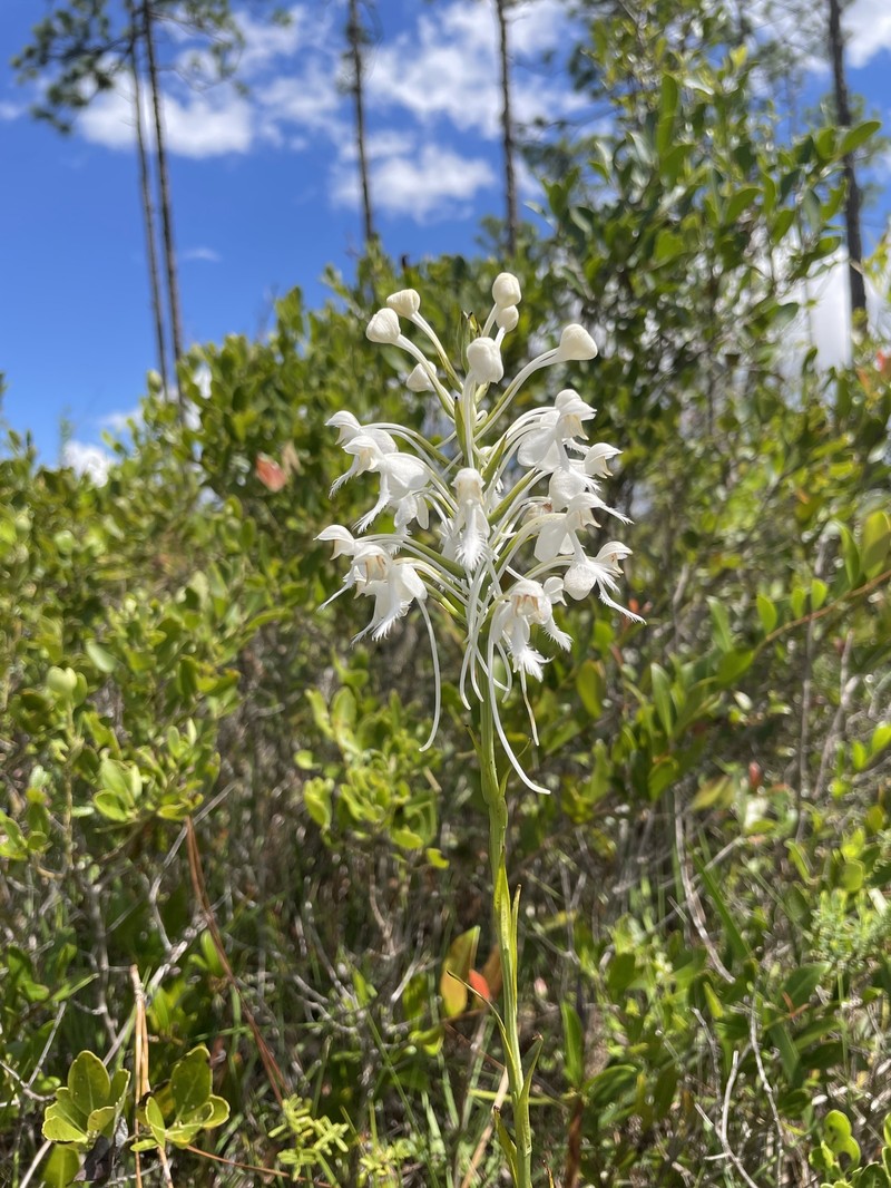 Platanthera blephariglottis var. conspicua photo 4