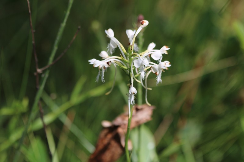 Platanthera blephariglottis var. conspicua photo 5
