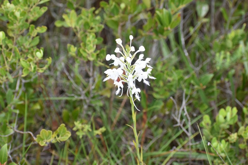 Platanthera blephariglottis var. conspicua photo 6