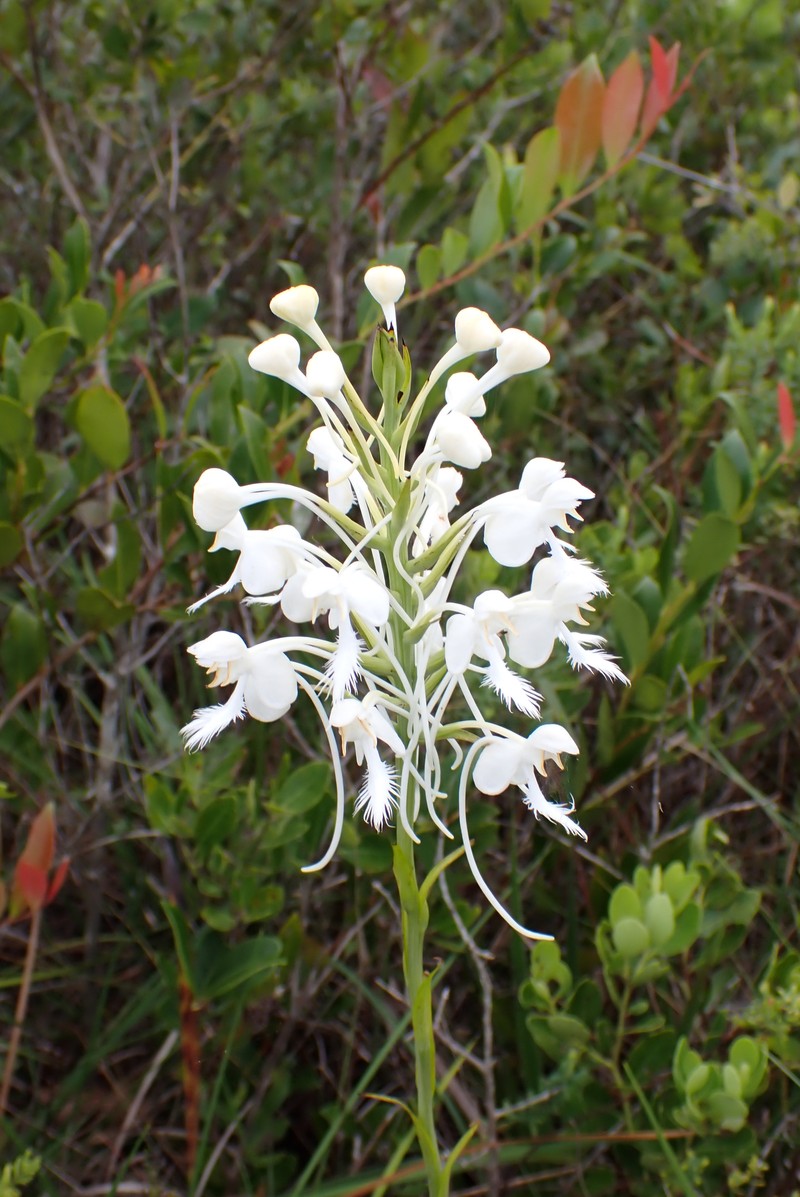Platanthera blephariglottis var. conspicua photo 7