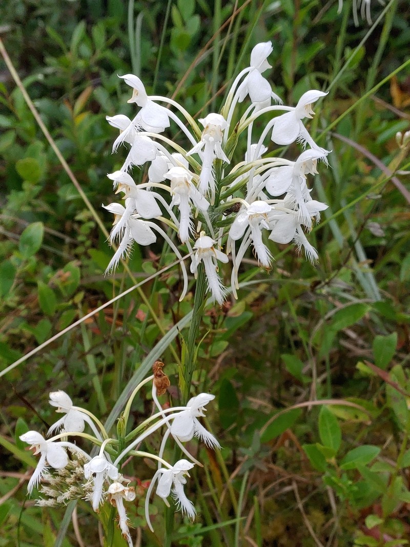 Platanthera blephariglottis var. conspicua photo 8
