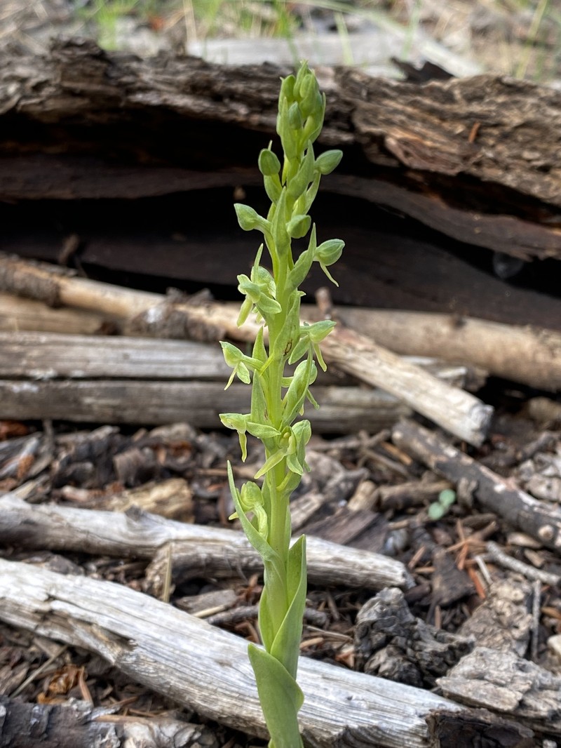 Shortflowered Bog Orchid