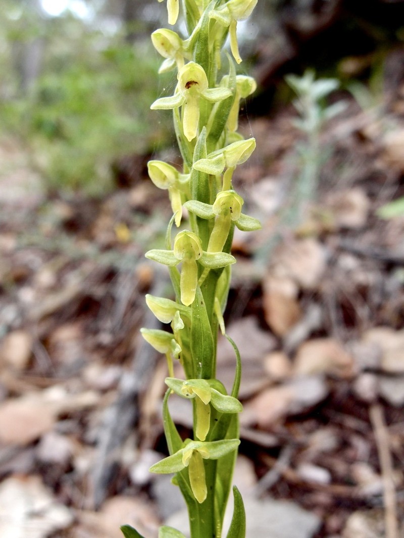 Shortflowered Bog Orchid photo 3