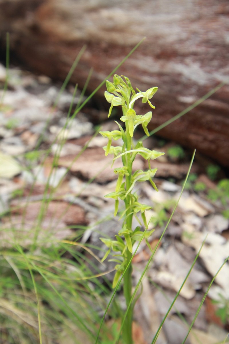 Shortflowered Bog Orchid photo 4
