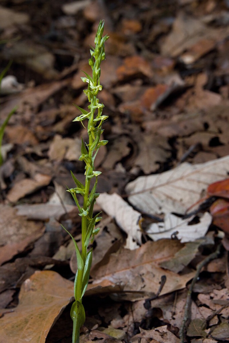 Shortflowered Bog Orchid photo 5