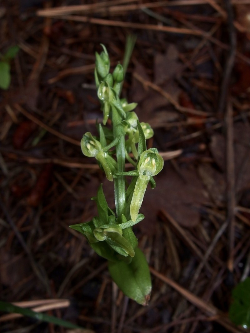 Shortflowered Bog Orchid photo 6