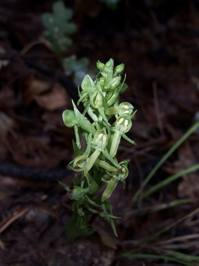 Shortflowered Bog Orchid photo 7
