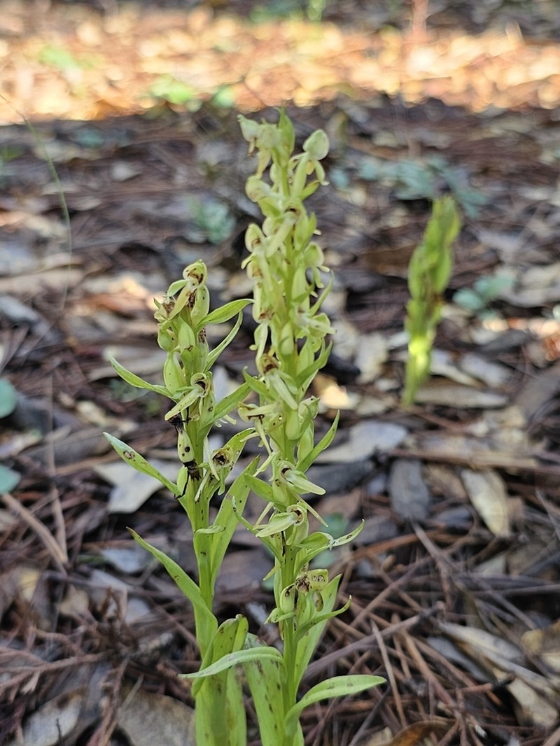 Shortflowered Bog Orchid photo 8