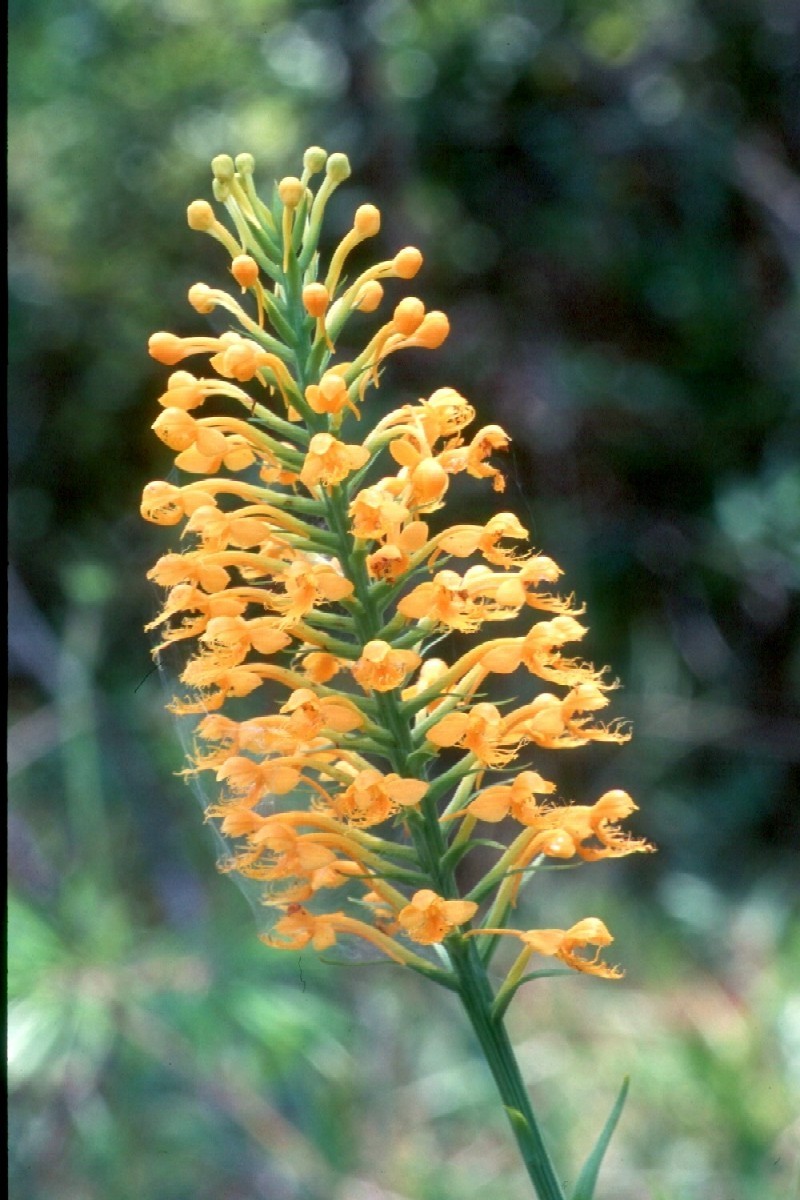 Fringed Orchid photo 2