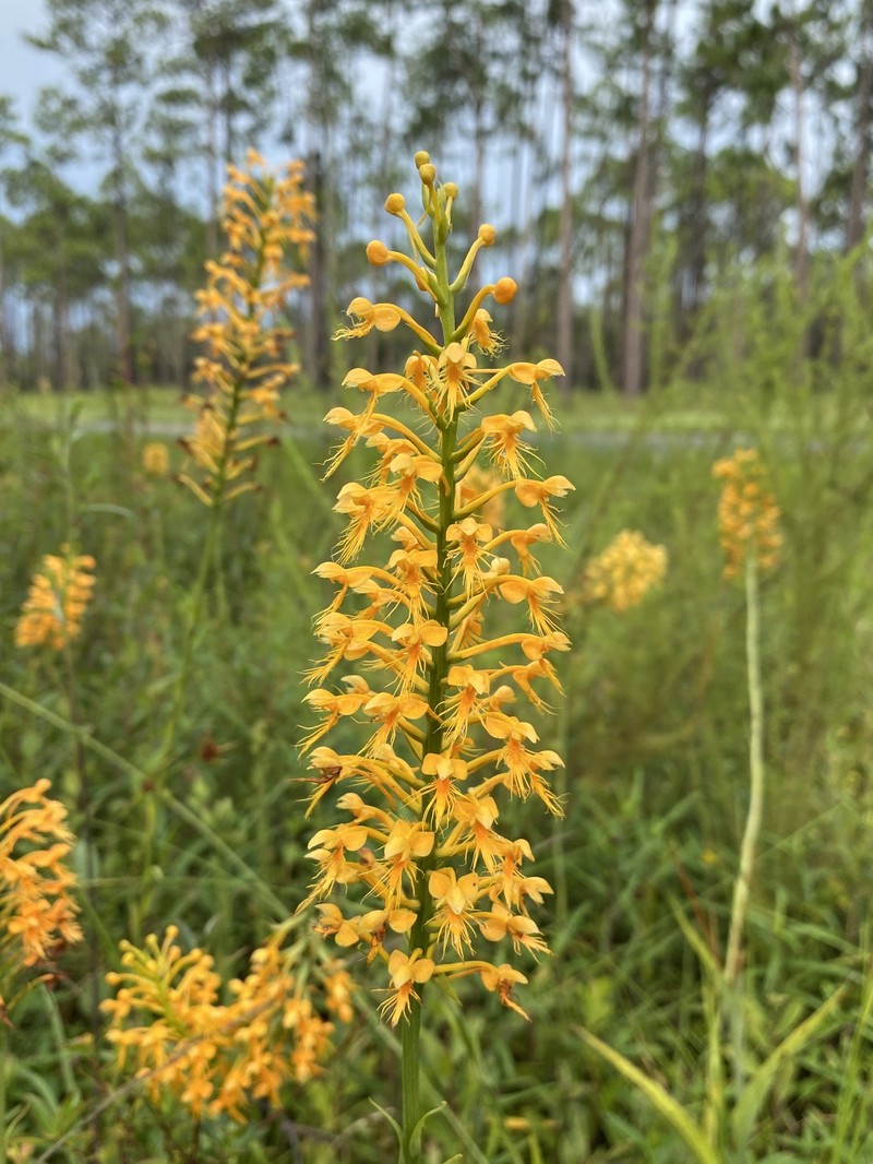 Chapman's Fringed Orchid