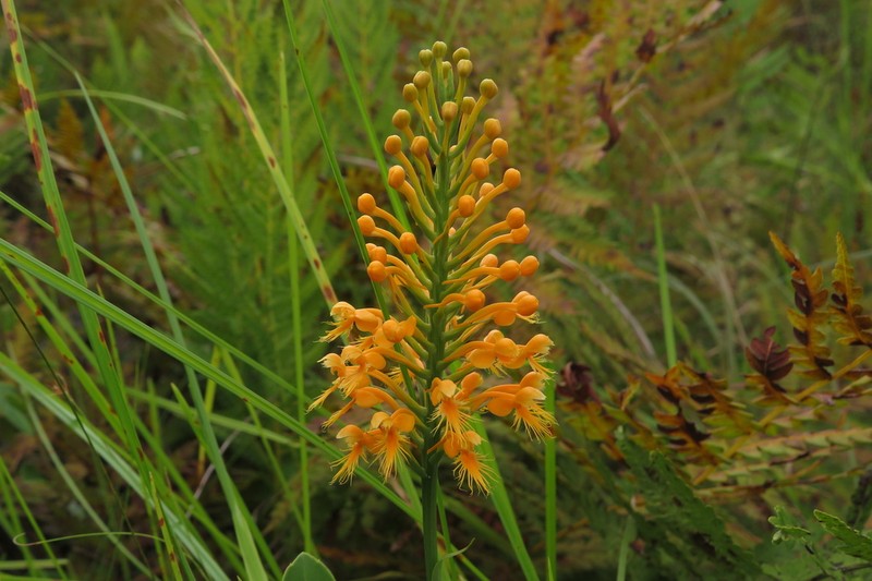 Chapman's Fringed Orchid photo 3