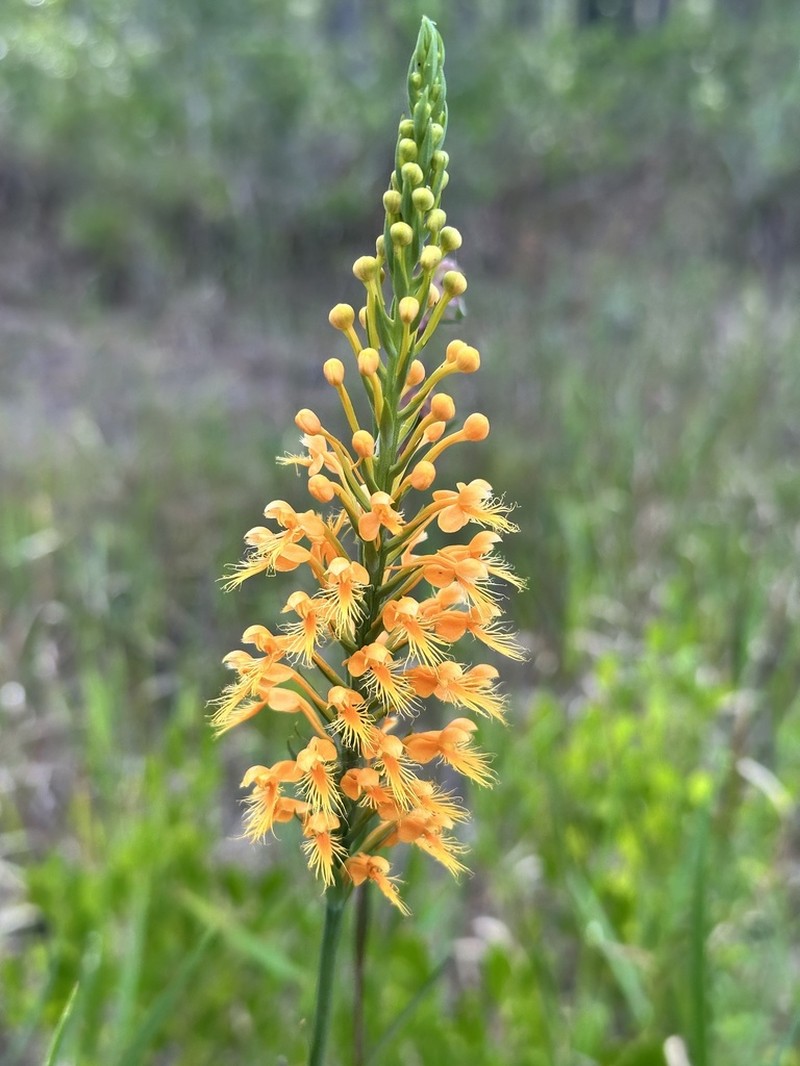 Chapman's Fringed Orchid photo 4