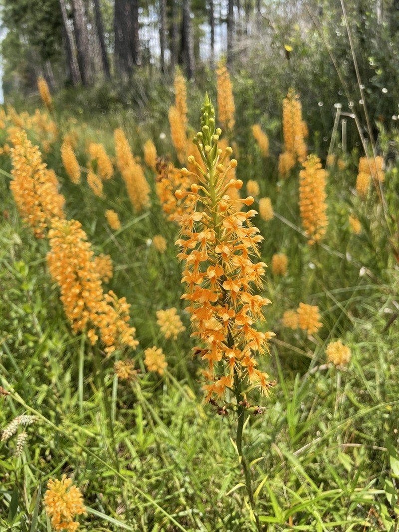 Chapman's Fringed Orchid photo 5