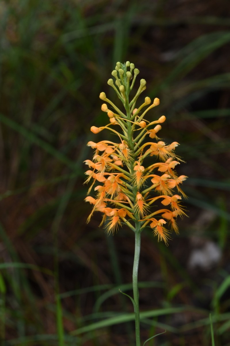 Chapman's Fringed Orchid photo 6