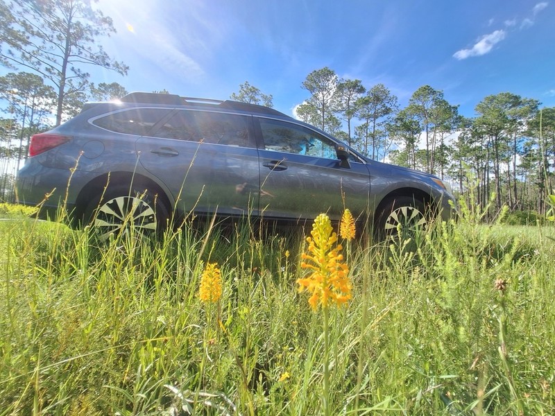 Chapman's Fringed Orchid photo 7