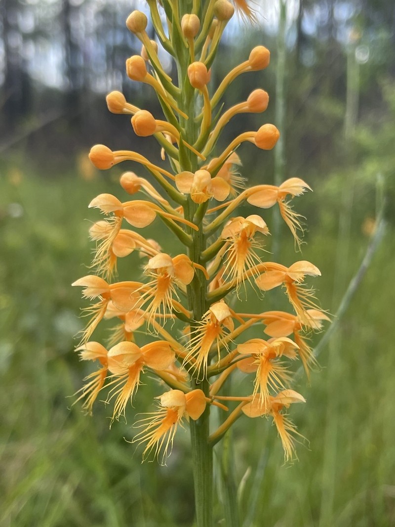 Chapman's Fringed Orchid photo 8