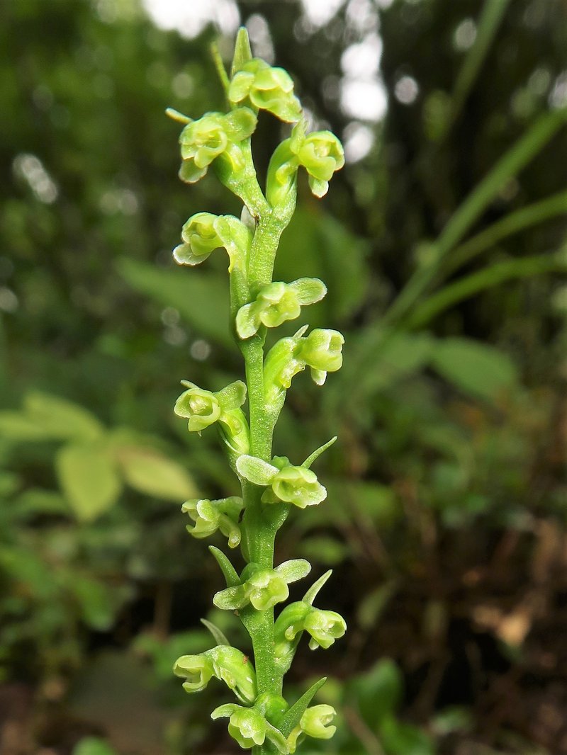 Chimissso's Orchid