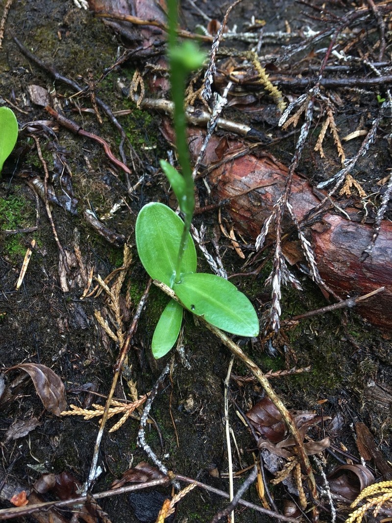 Chimissso's Orchid photo 4