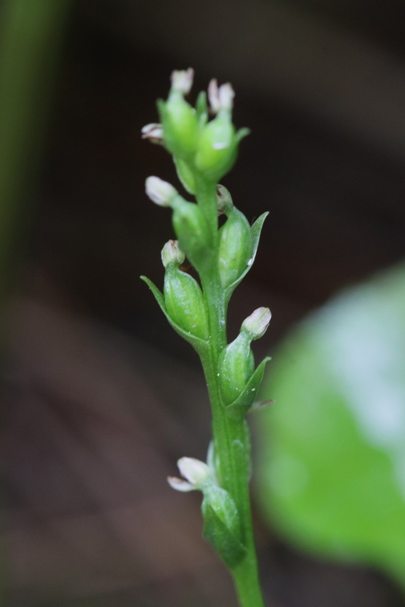 Chimissso's Orchid photo 6