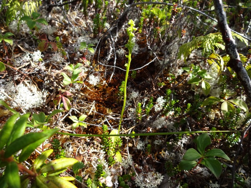 Chimissso's Orchid photo 7
