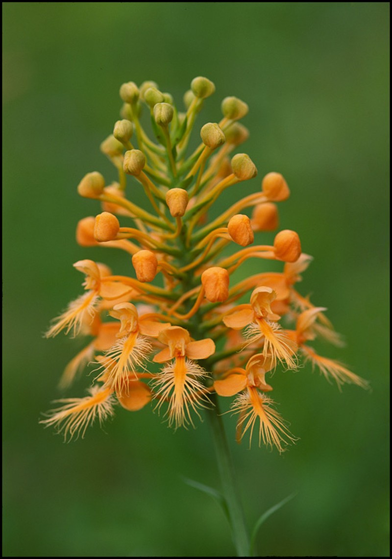 Yellow Fringed Orchid