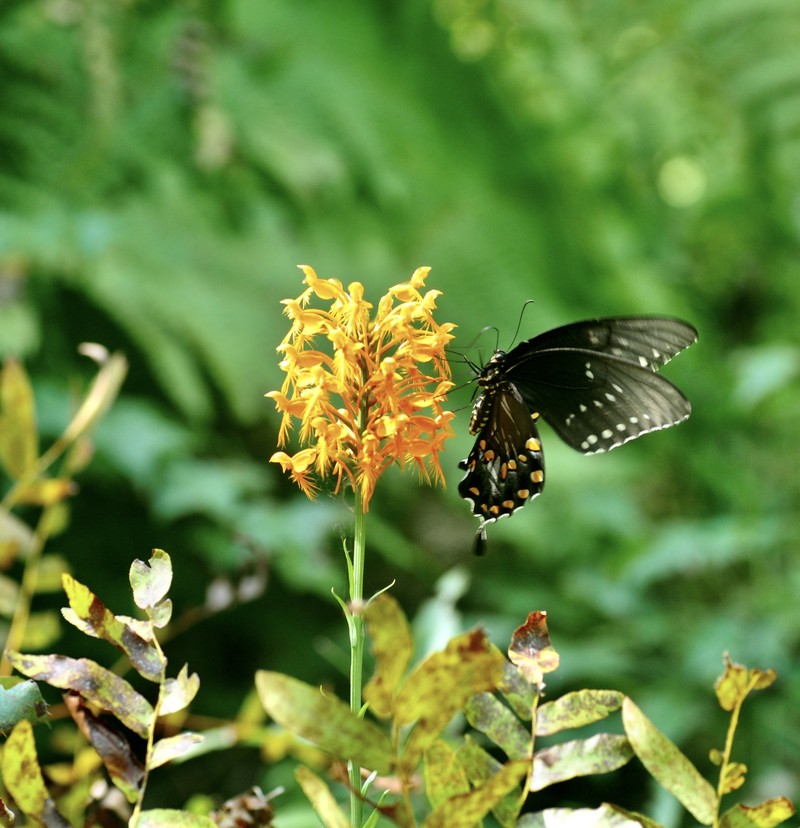 Yellow Fringed Orchid photo 3