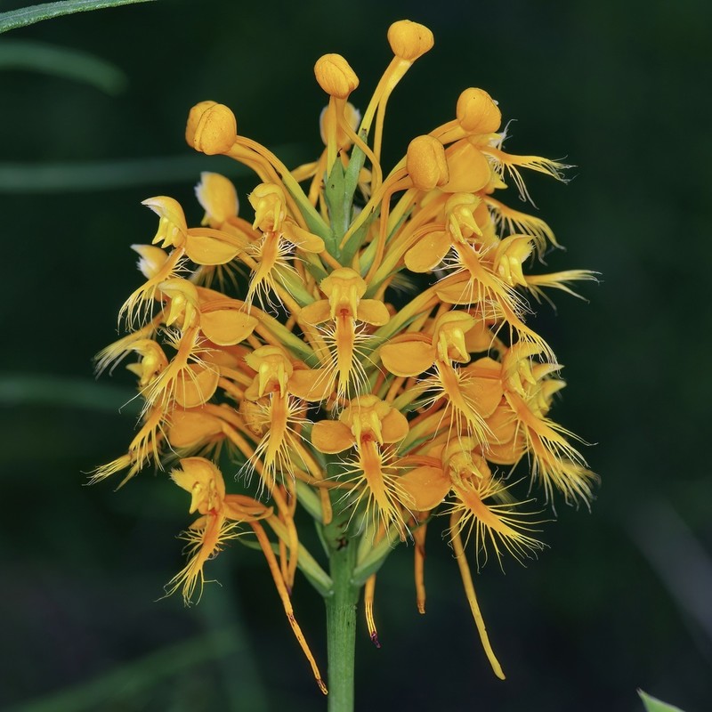 Yellow Fringed Orchid photo 4