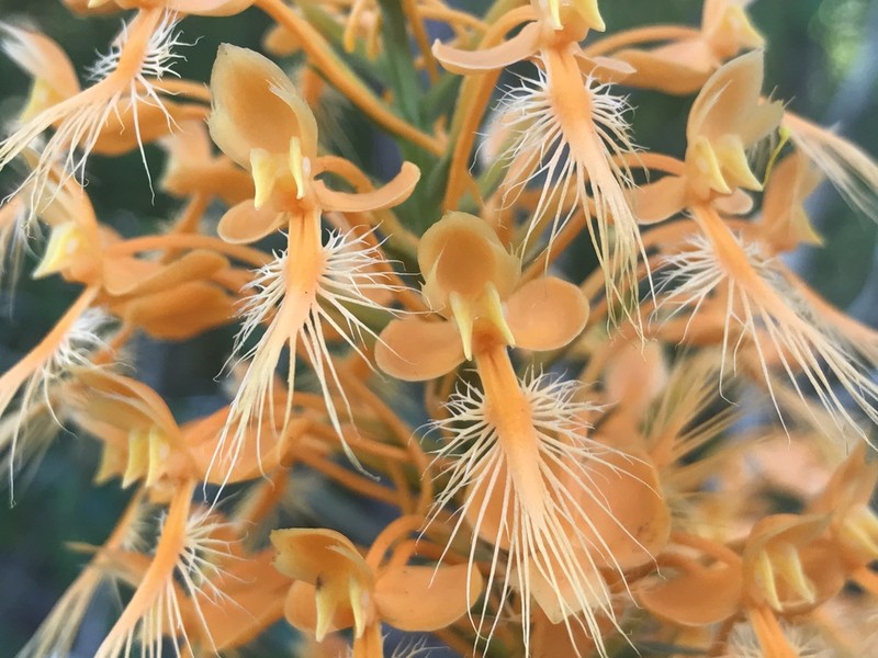 Yellow Fringed Orchid photo 5