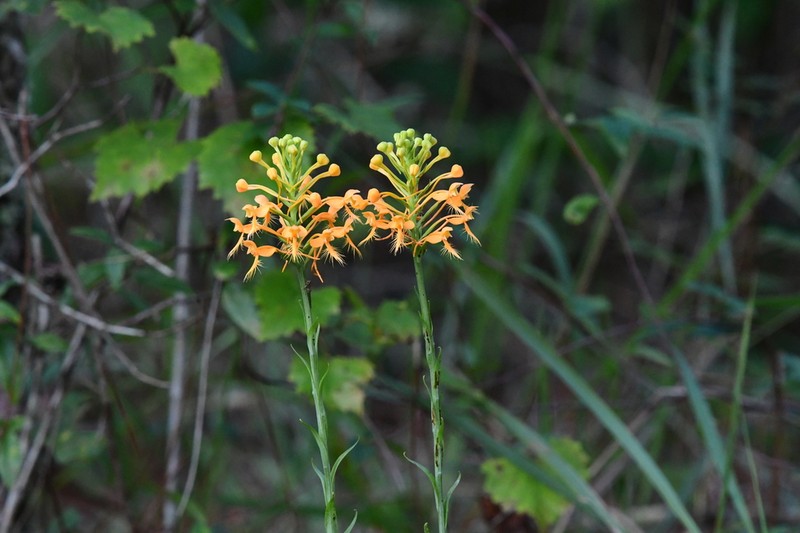Yellow Fringed Orchid photo 6