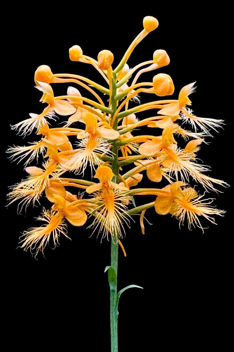 Yellow Fringed Orchid photo 7