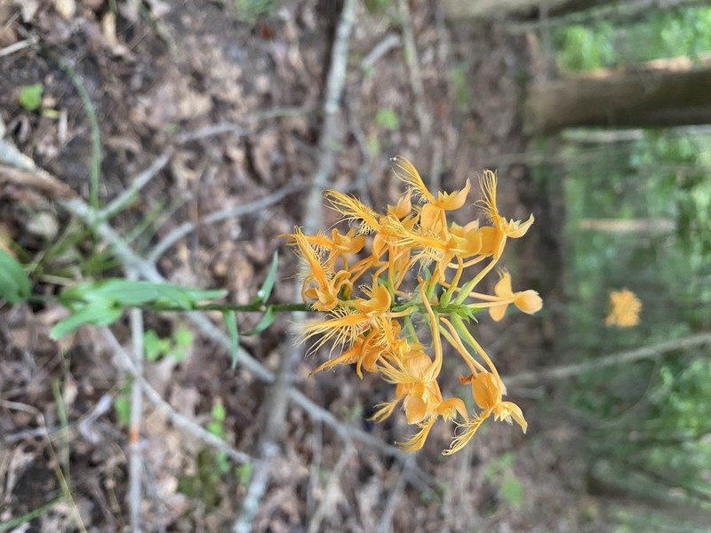 Yellow Fringed Orchid photo 8