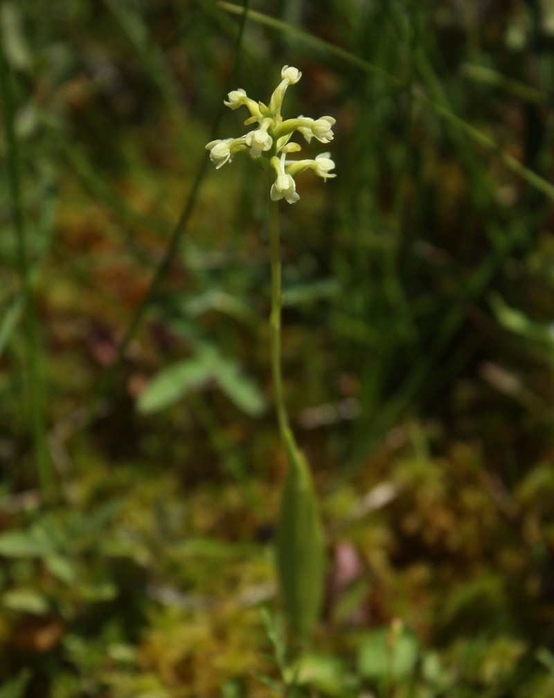 Small Green Wood Orchid