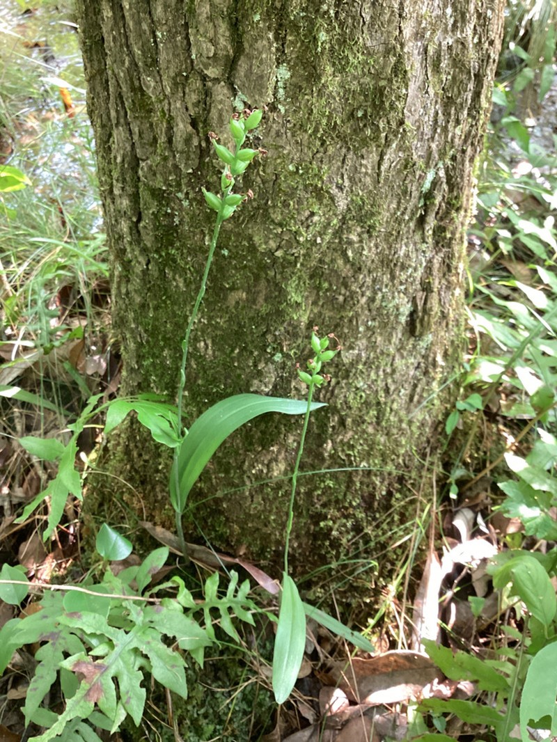 Small Green Wood Orchid photo 3