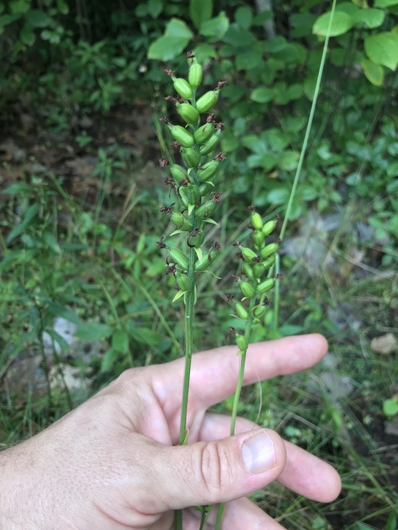 Small Green Wood Orchid photo 4