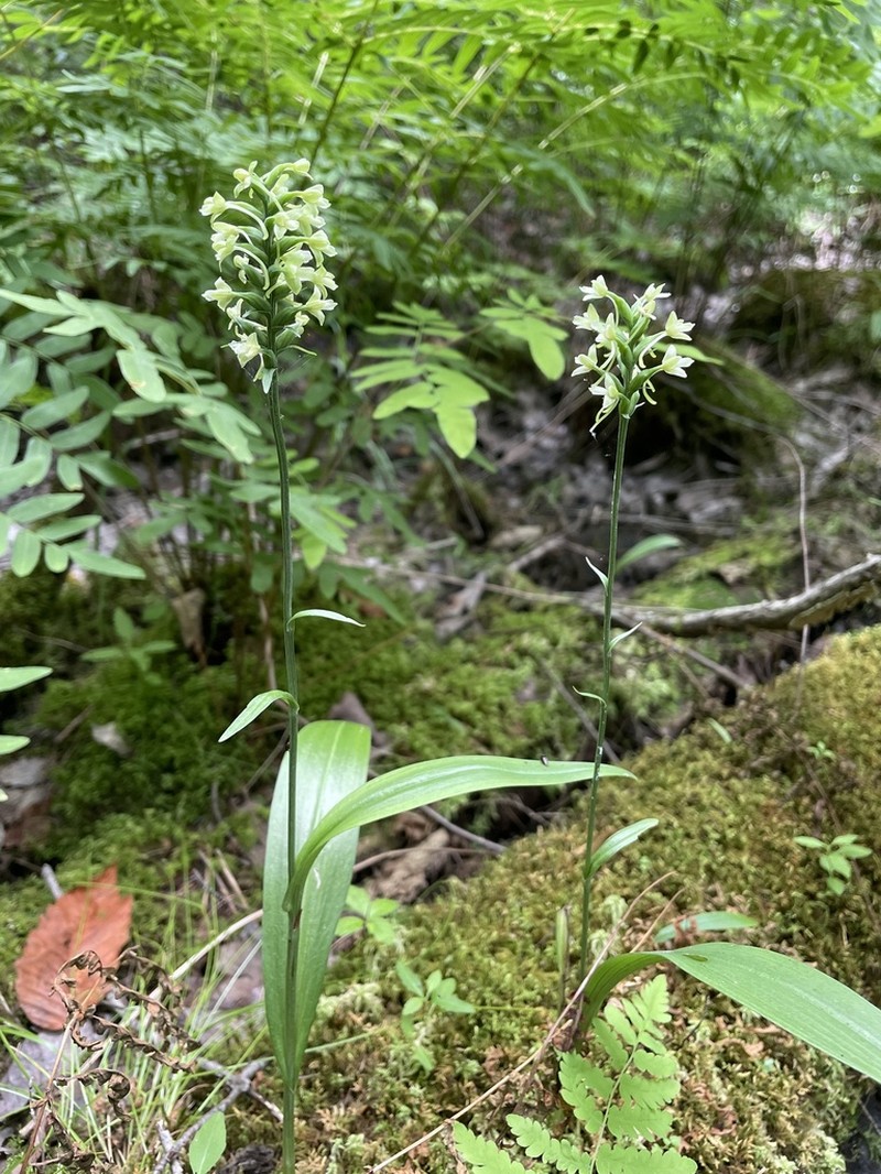 Small Green Wood Orchid photo 5