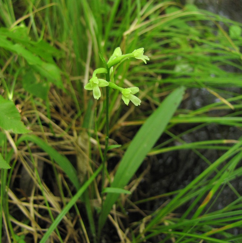 Small Green Wood Orchid photo 6