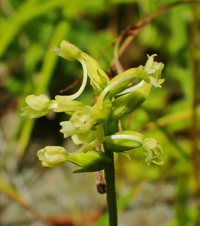 Small Green Wood Orchid photo 7