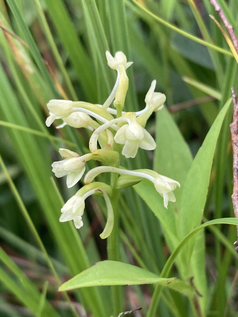 Small Green Wood Orchid photo 8