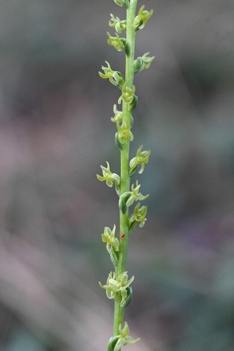 Coleman's Piperia photo 3