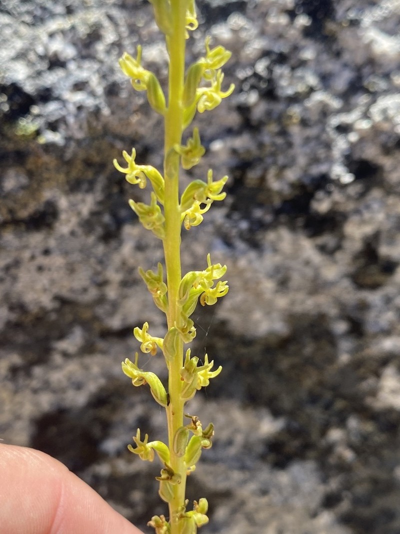 Coleman's Piperia photo 4