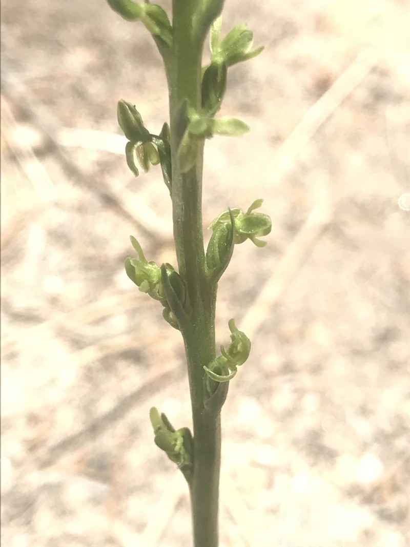 Coleman's Piperia photo 5
