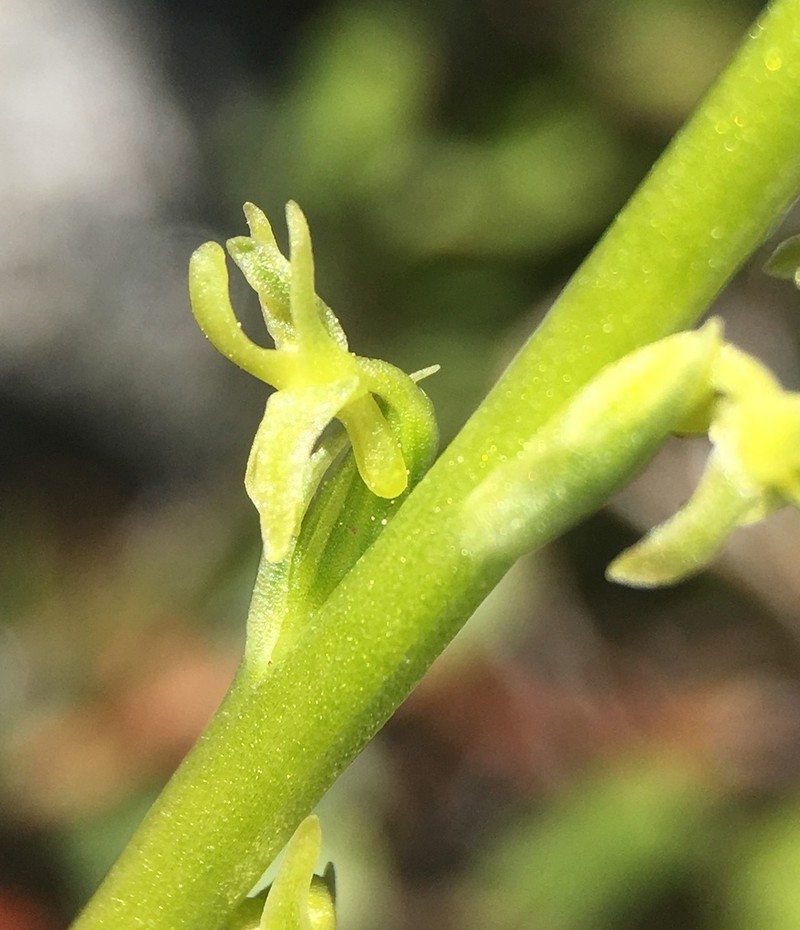 Coleman's Piperia photo 6