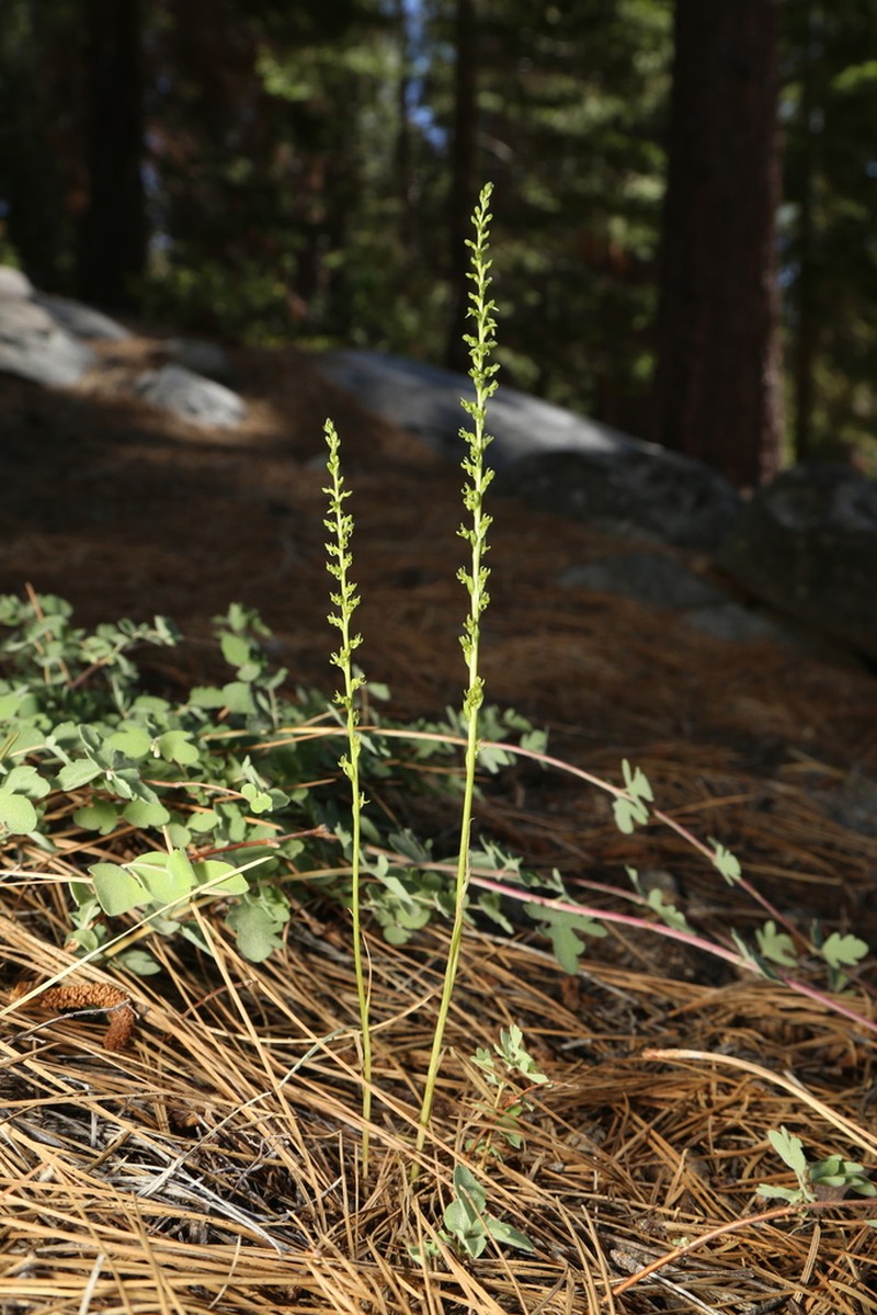 Coleman's Piperia photo 7