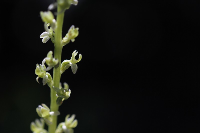 Coleman's Piperia photo 8