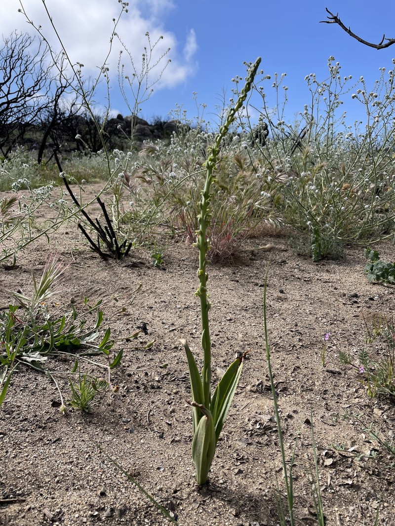 Cooper's Rein Orchid