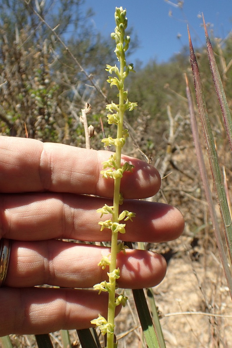 Cooper's Rein Orchid photo 3