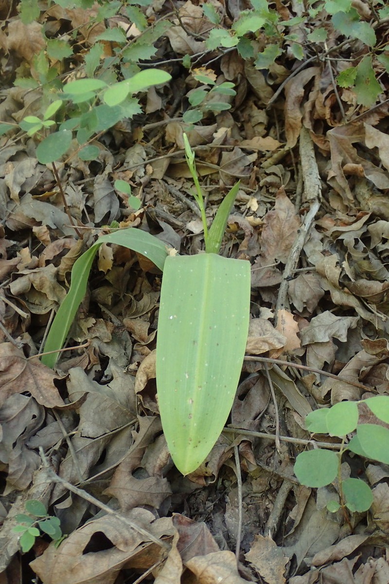 Cooper's Rein Orchid photo 4