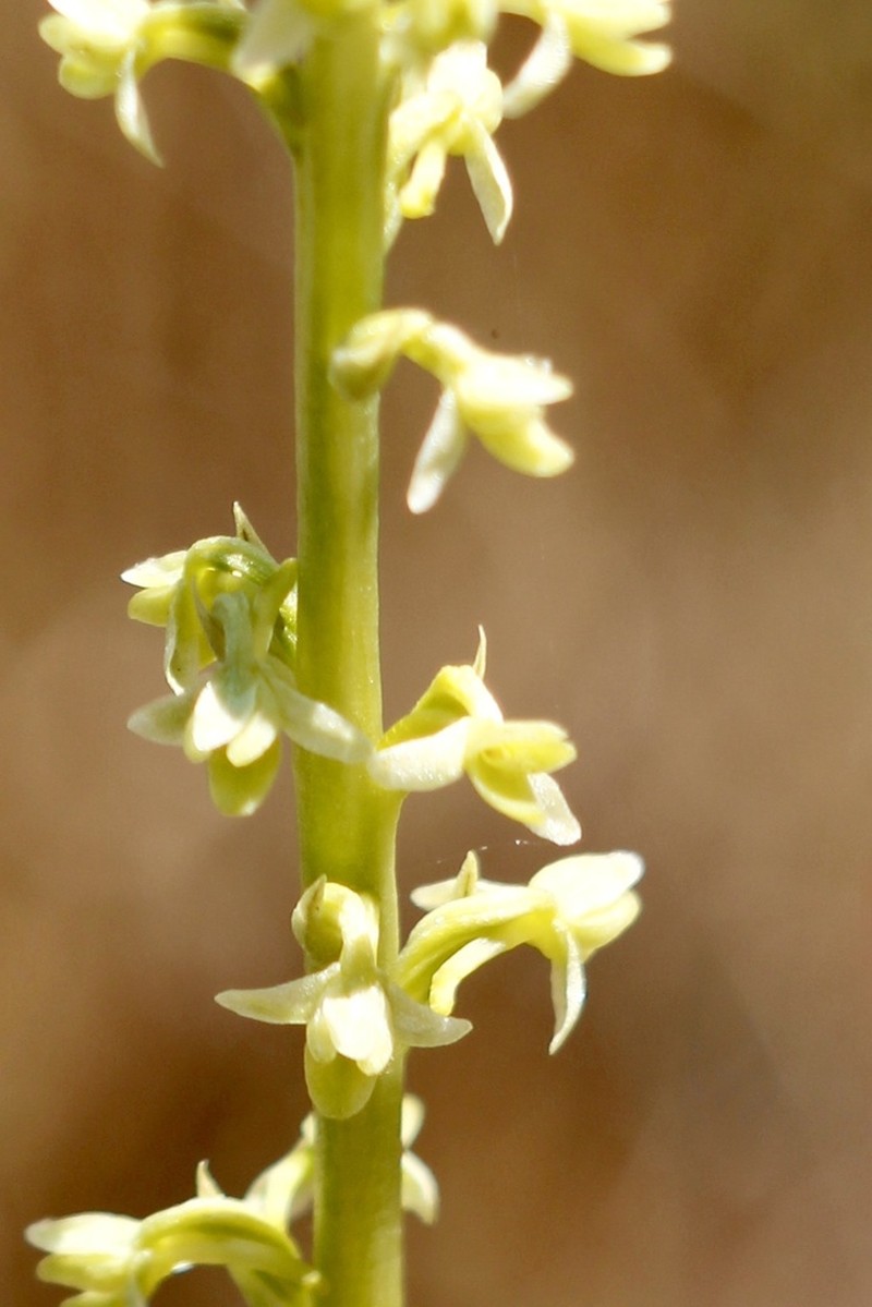 Cooper's Rein Orchid photo 5